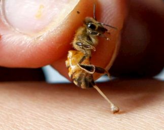 Bất ngờ trước cách chữa bệnh khớp bằng ong châm của dân gian