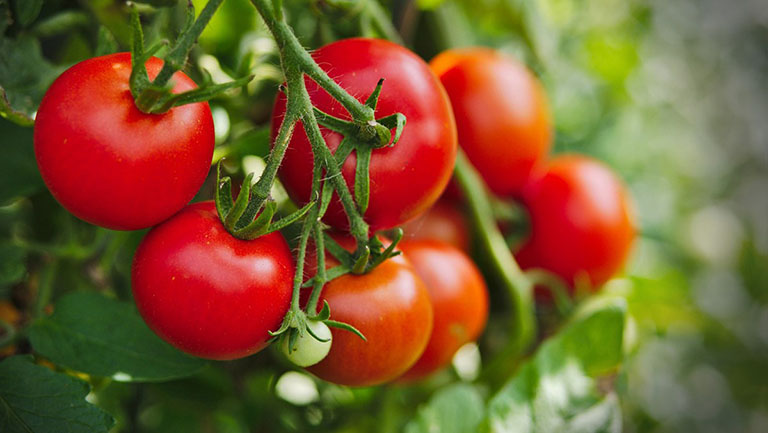 Cà chua là một trong những thực phẩm đầu tiên người bệnh nên bổ sung