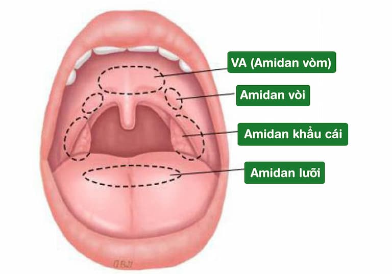Amidan lưỡi nằm ở hai bên gốc lưỡi