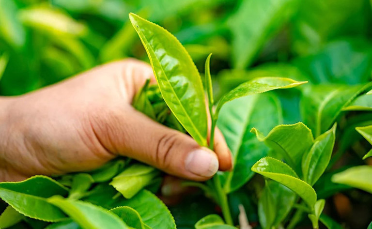 Y học hiện đại đã chứng minh trà xanh có nhiều hoạt chất giúp làm lành tổn thương ngoài da do mề đay