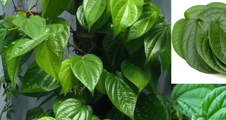 Lá trầu không - Loại lá phổ biến dùng để trị mề đay cho trẻ