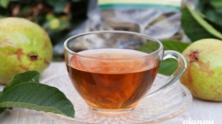 Người bệnh nên áp dụng ngay công thức trà lá ổi non để trị bệnh đau dạ dày ngay tại nhà