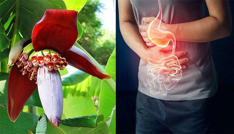 Hoa chuối được nghiên cứu là có tác dụng chữa đau dạ dày