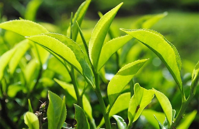 Lá trà xanh được nhiều người sử dụng để cải thiện tình trạng ngứa mùa hè