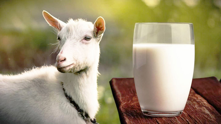 Sữa dê và sữa tách béo có thể thay thế sữa bò, bổ sung chất dinh dưỡng cần thiết cho cơ thể người bệnh